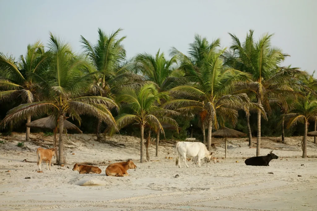 Casamance Sénégal