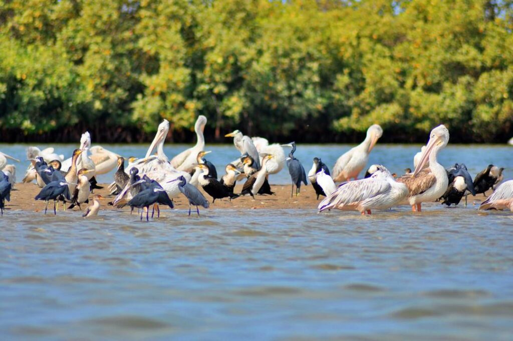 Excursion Delta du Saloum au départ de Saly