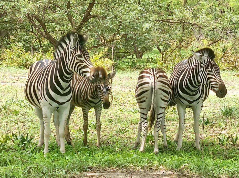 Réserve de Bandia et Ranch des Lions au départ du RIU Baobab